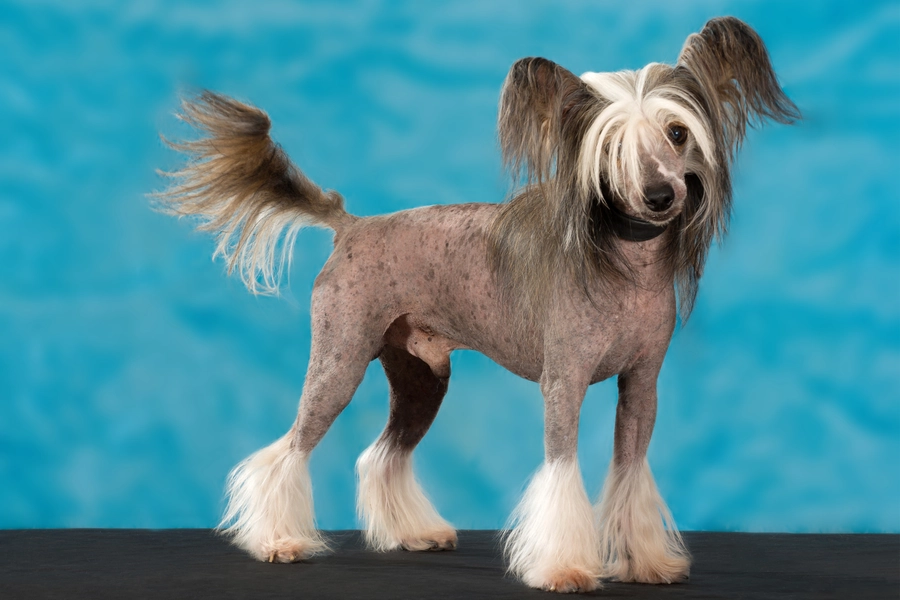 Chinese crested dog