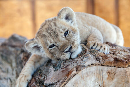 Lion cub on a tree