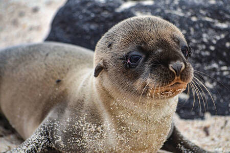Galapagos sea lion pup
