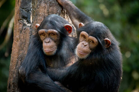 Два шимпанзе