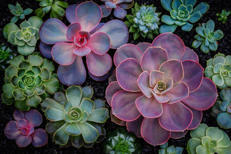 Green and purple succulents