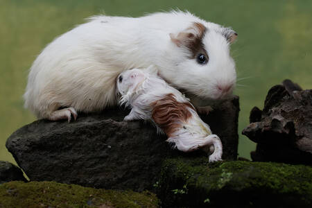 Guinea pig with a baby