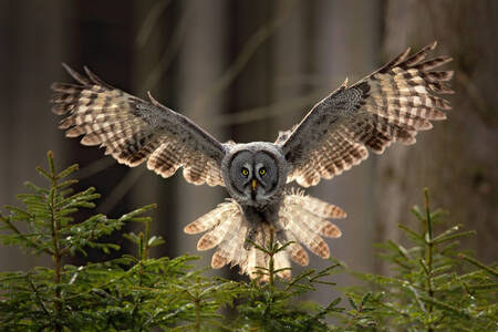 Bearded owl in flight