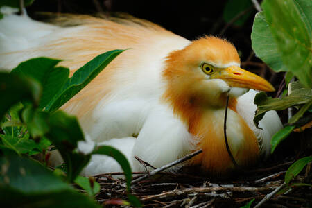 Heron in the nest