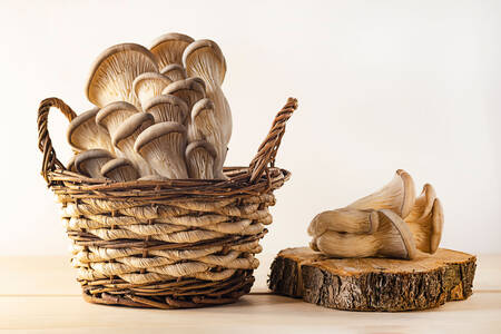 Oyster mushrooms in a basket