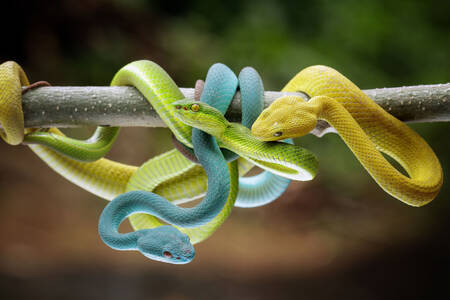 Vipers on a branch