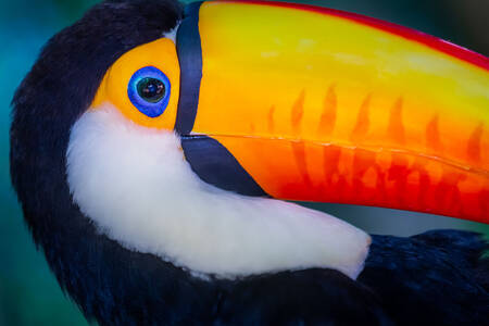 Gros plan sur un toucan