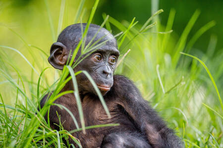 Baby bonobo