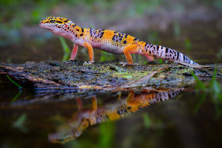 Leopard gecko on a log