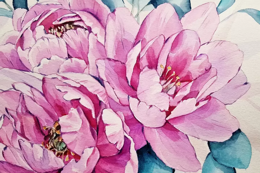 Roze pioenrozen