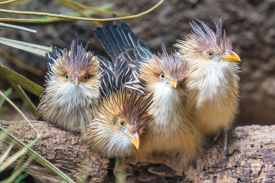 Guira cuckoo with chicks