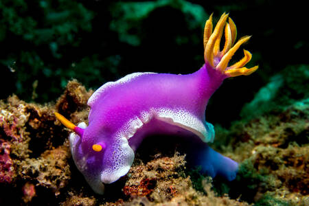 Purple Sea Slug