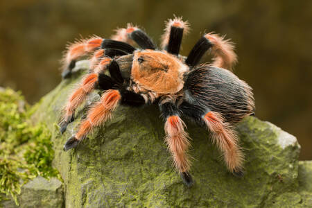 Mexická tarantula