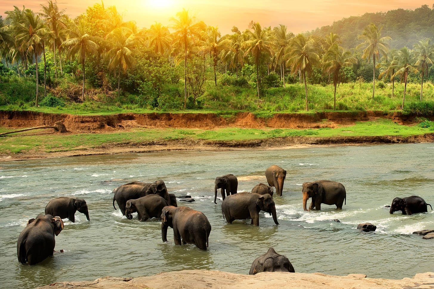 Абу даби шри ланка. Стадо слонов. River Elephants.