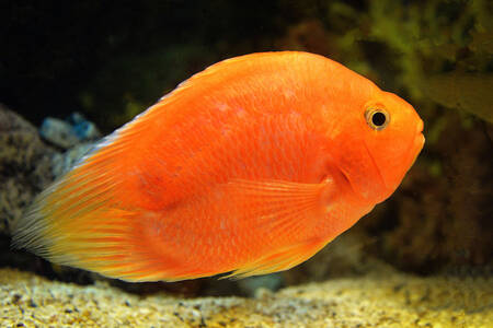 Orange fisk