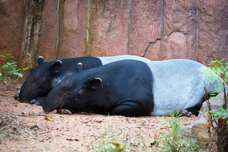 Tapiry