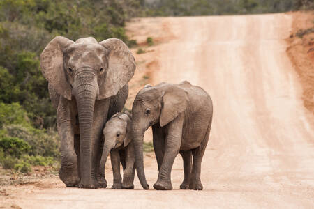 A family of elephants on the road