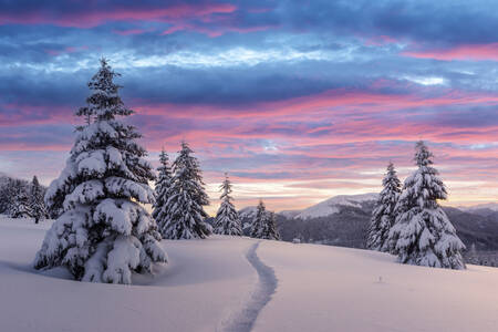 Snijegom prekrivene smreke