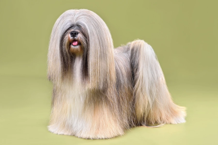 Lhasa Apso-hund