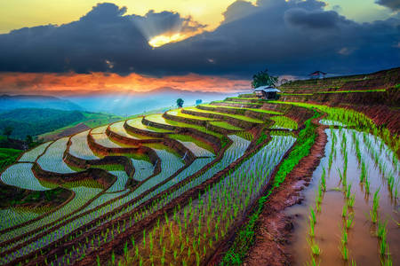 Terrassenförmig angelegtes Reisfeld