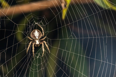 Spinne in einer Spinnwebe