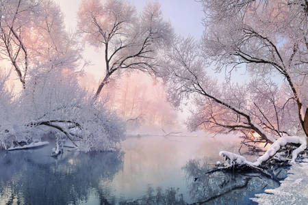 Nehir kenarında karda ağaçlar