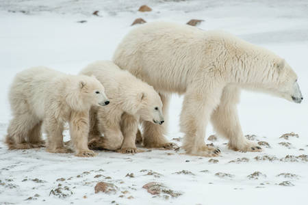 Des ours blancs