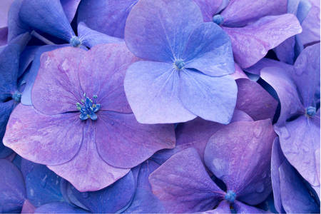 Hortensias violets