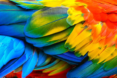 Perje papagaja