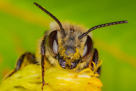 Bee collects pollen