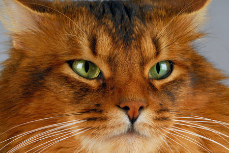 Červenovlasá mačka so zelenými očami