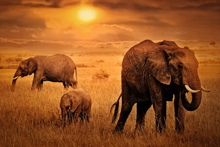 Ελέφαντες