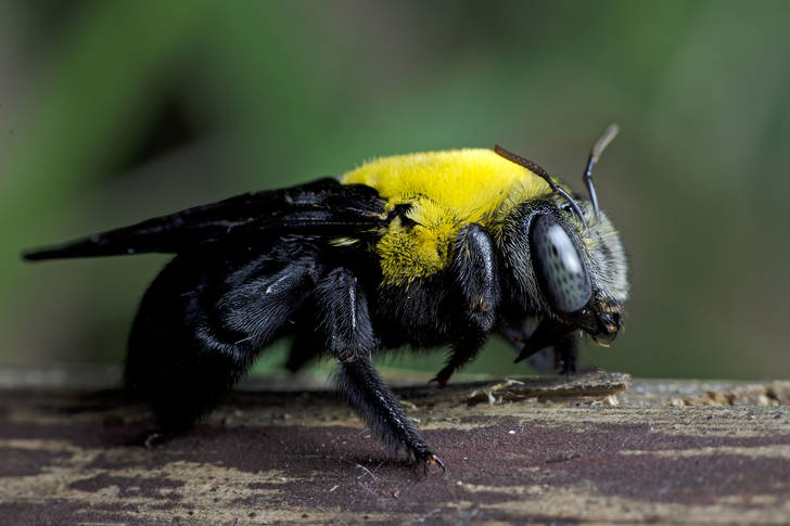 Xylocopa