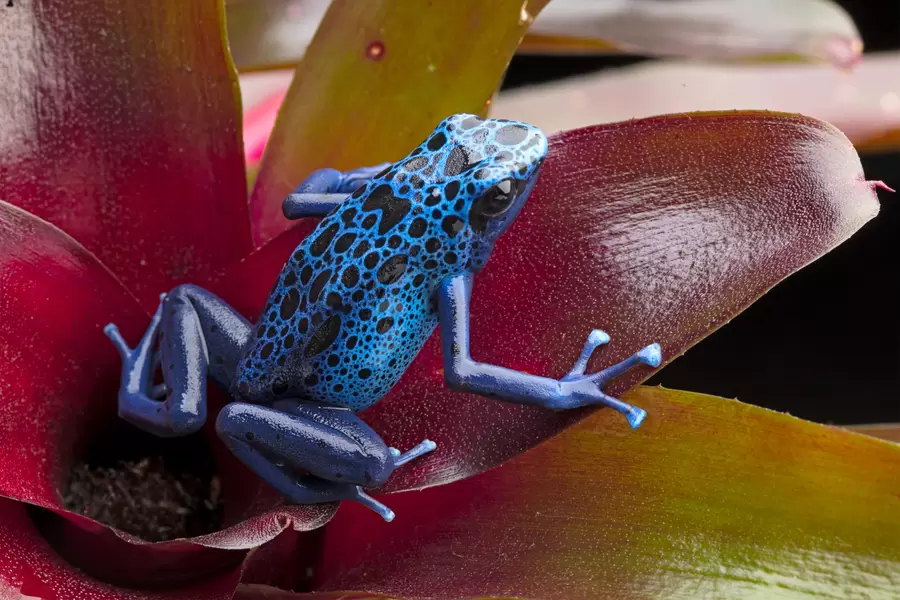 blue poison dart frog