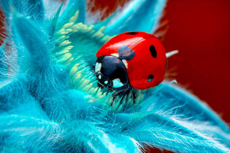 Ladybug σε ένα λουλούδι