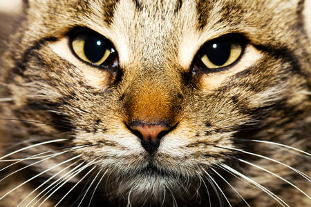 Cat close up