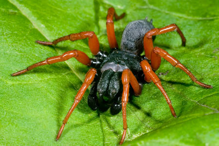 Cartera de araña de patas rojas