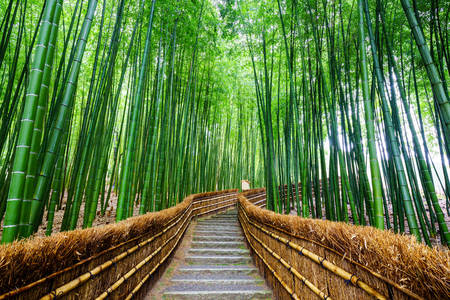 Floresta de Bambu