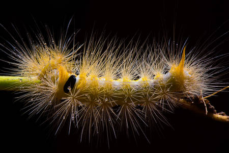 Yellow shaggy caterpillar
