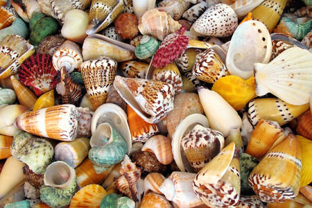 Conchas coloridas