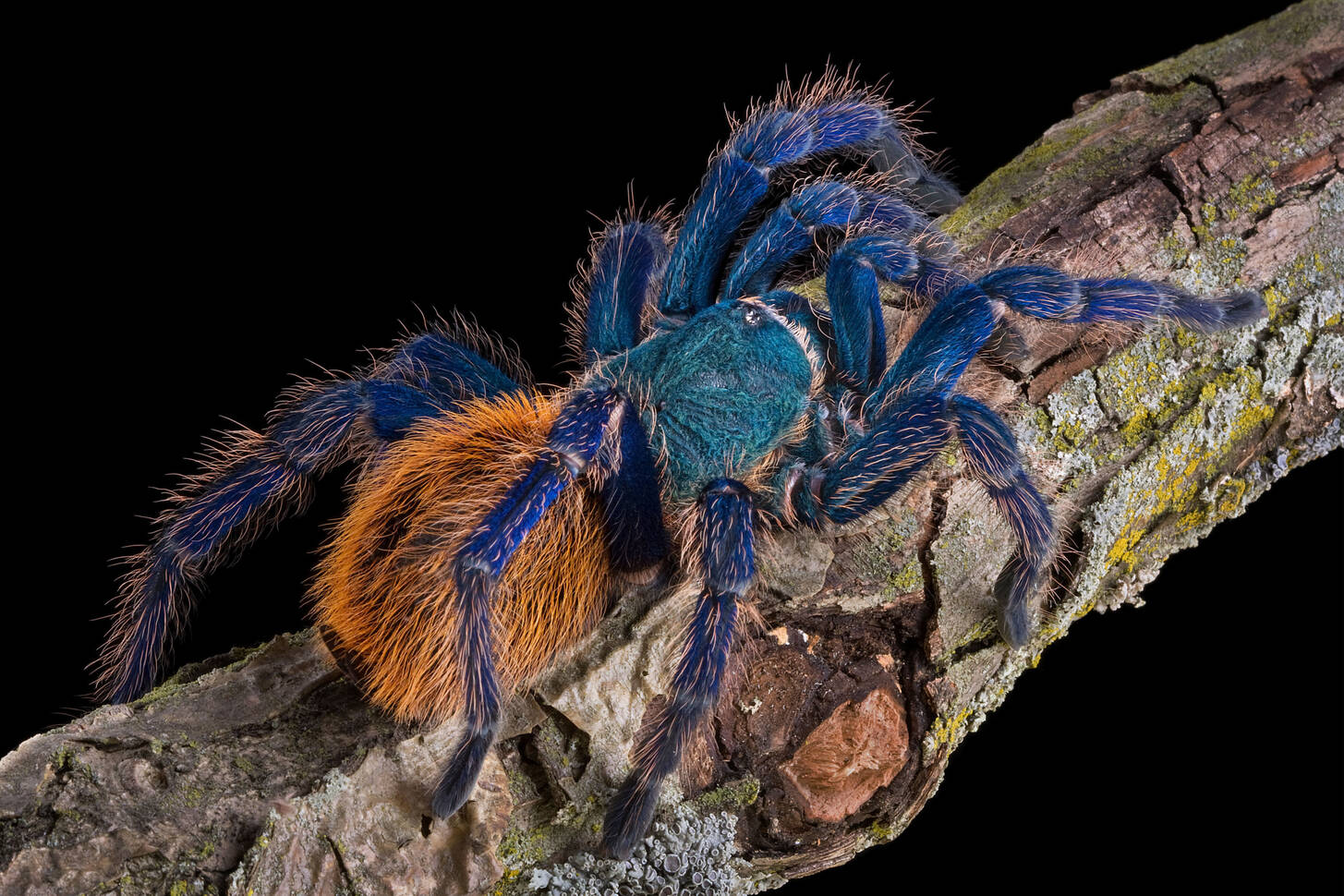 Птицеед. Паук-птицеед Chromatopelma cyaneopubescens. Паук Chromatopelma cyaneopubescens. Тарантул синий птицеед. Хроматопельма цианопубесценс.