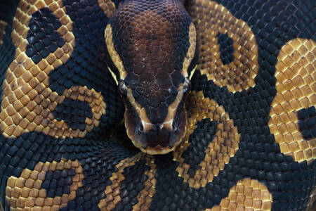 Royal python closeup