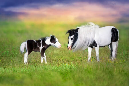 Pony with foal