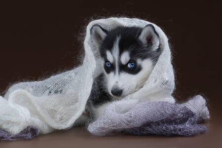 Husky puppy in a white shawl