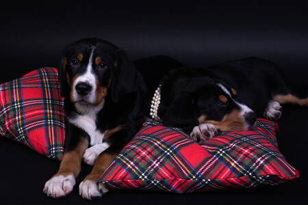 Puppies on pillows