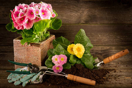 Primroses και εργαλεία κήπου