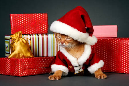 Noel Baba gibi giyinmiş kedi yavrusu