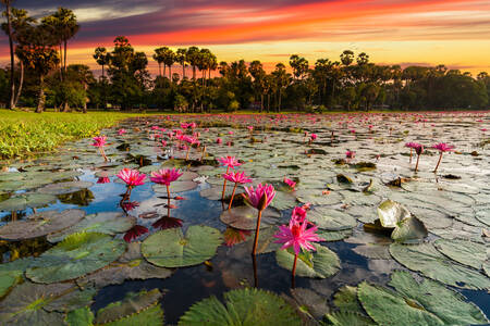 Lago con fiori di loto
