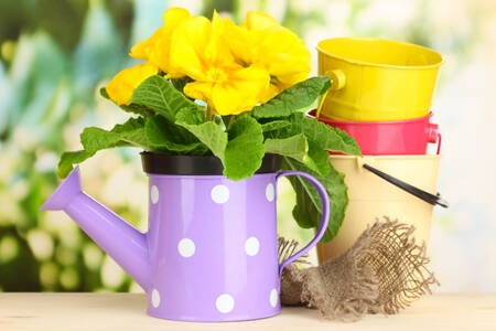 Yellow primrose in a watering can