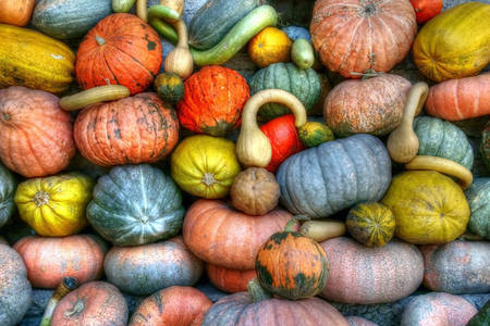 Colorful pumpkin harvest